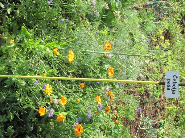 RASTLINE ZA OBOGATITEV TAL S HUMUSOM IN VEZAVO CO2 – NEPREZIMNI  DOSEVKI - II. DEL