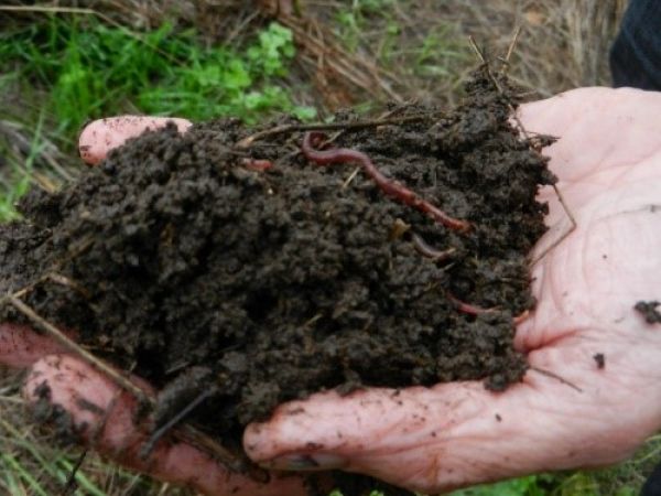 Delavnica priprave kompostnega kupa po biodinamični metodi